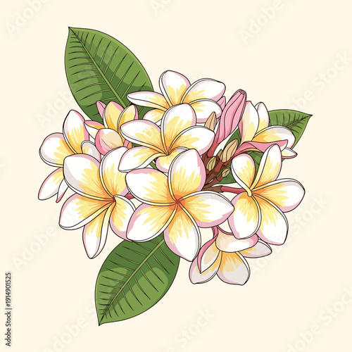 Tropical Frangipani Flowers