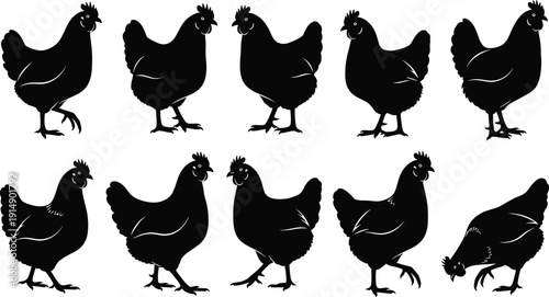   
Vector illustration of ten chicken silhouettes in different poses including standing, walking, pecking, and natural farm bird motion isolated on white background