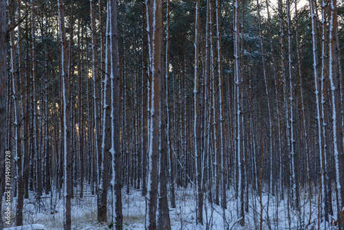 Dübener Heide in winter, Germany, Delitzsch