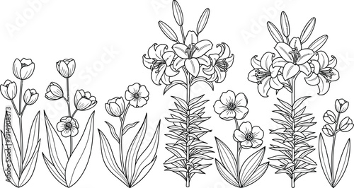 Beautiful assortment of detailed black and white line art illustrations featuring various spring and summer blooming flowers for adult coloring books