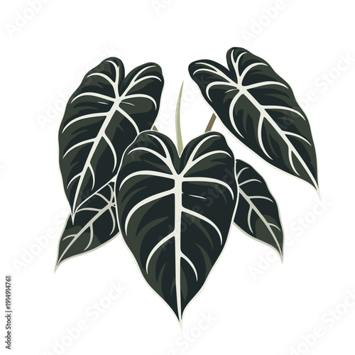 Alocasia Frydek plant with dark green leaves and prominent white veins, a popular houseplant illustration.
