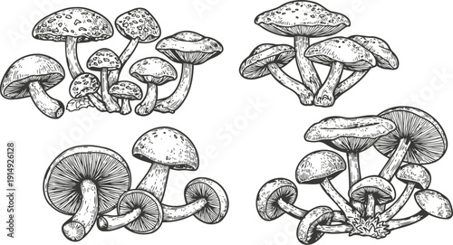 hand drawn wild mushrooms set various detailed fungi cluster illustrations nature botanical sketch collection