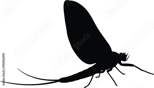 Mayfly insect silhouette is isolated on the bright white background for.