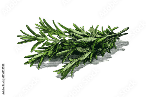 Fresh rosemary herb bunch illustrated in hand-drawn engraved style, isolated on white background, representing culinary and herbal themes