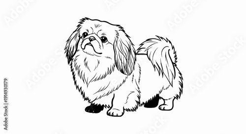 A black and white outline drawing of a fluffy dog with a curled tail