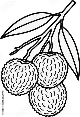 A black and white outline of three lychee fruits hanging from a branch with leaves