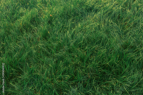 A close up of green grass