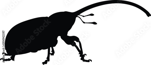 Weevil silhouette features extraordinarily long curved snout reaching.