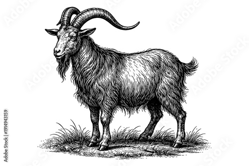 Detailed pen art of a majestic goat standing in grass with prominent horns