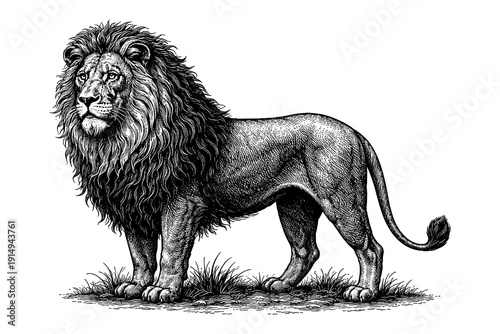 Detailed ink drawing of a majestic standing lion in black and white