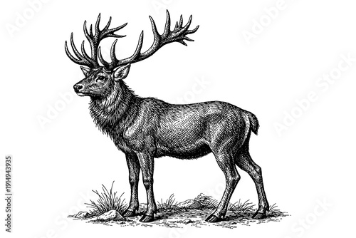 Detailed engraving of majestic deer with antlers in black and white