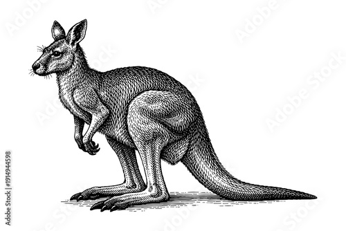 Detailed black and white kangaroo in vintage engraving style