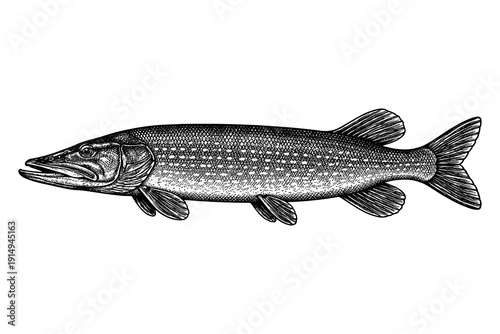 Detailed engraving of northern pike fish in vintage style