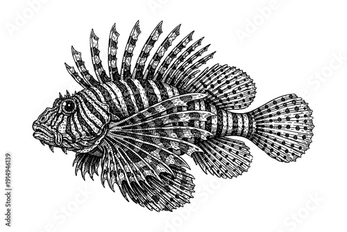 Intricate black and white engraving of a detailed lionfish with spiky fins