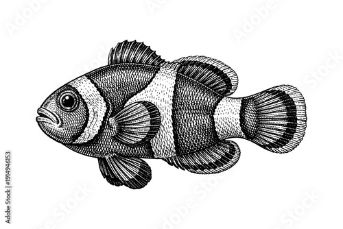 Detailed hand drawn black and white clownfish with striking patterns and textures