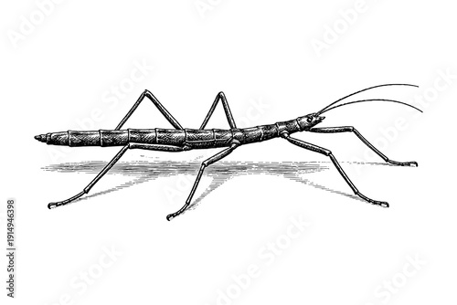 Detailed hand drawn stick insect illustration with textured shading