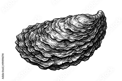 Detailed hand drawn oyster shell in vintage engraving style