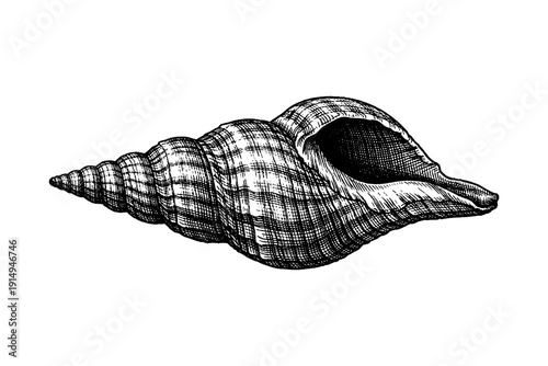 Detailed seashell in vintage engraving style