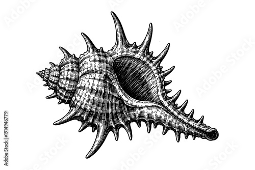 Intricate hand drawn sea shell with spiky details in black and white art