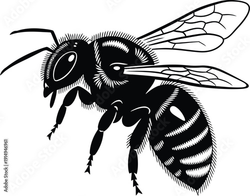 Detailed insect illustration shows striped body and textured wings clearly.