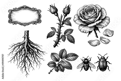 Vintage botanical and insect engravings with ornate label design