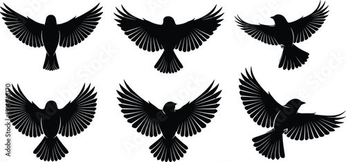 Flying bird silhouettes collection, spread wings eagle hawk raven shapes, isolated black avian wildlife vector illustration set