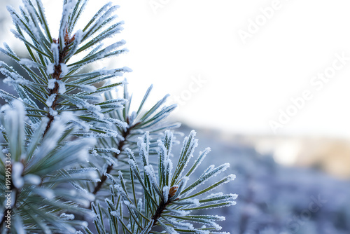 Frozen pine tree branch in winter