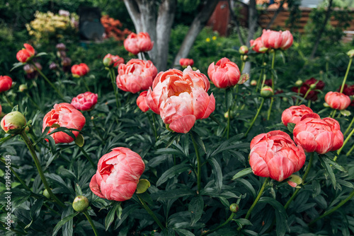 Herbaceous peony Coral charm in flowers garden