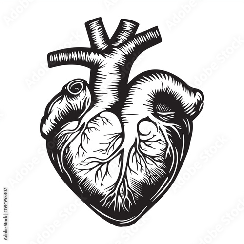 Illustration of a man's heart against a white background