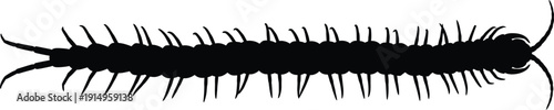 Centipede silhouette showing many legs clearly defined against the white.