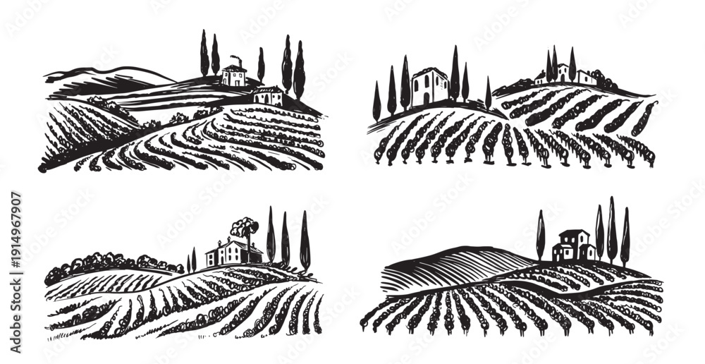 Naklejka premium Wine plantations hand drawn