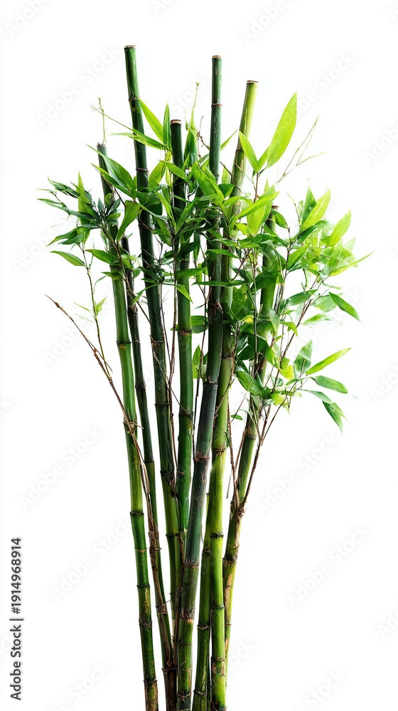 Fototapeta premium Vibrant bamboo stalks with lush green leaves.