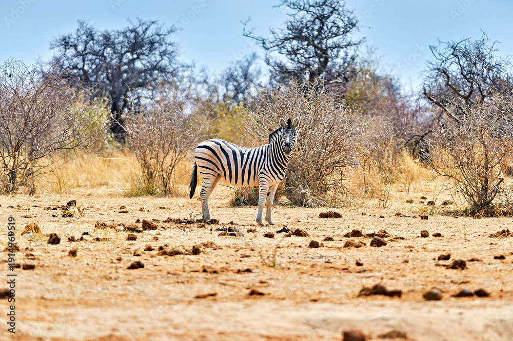 Obraz premium A zebra stands on dry land in Etosha National Park, Namibia