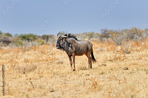 Fényképezés Wildebeest gnu standing in Etosha National Park in Namibia