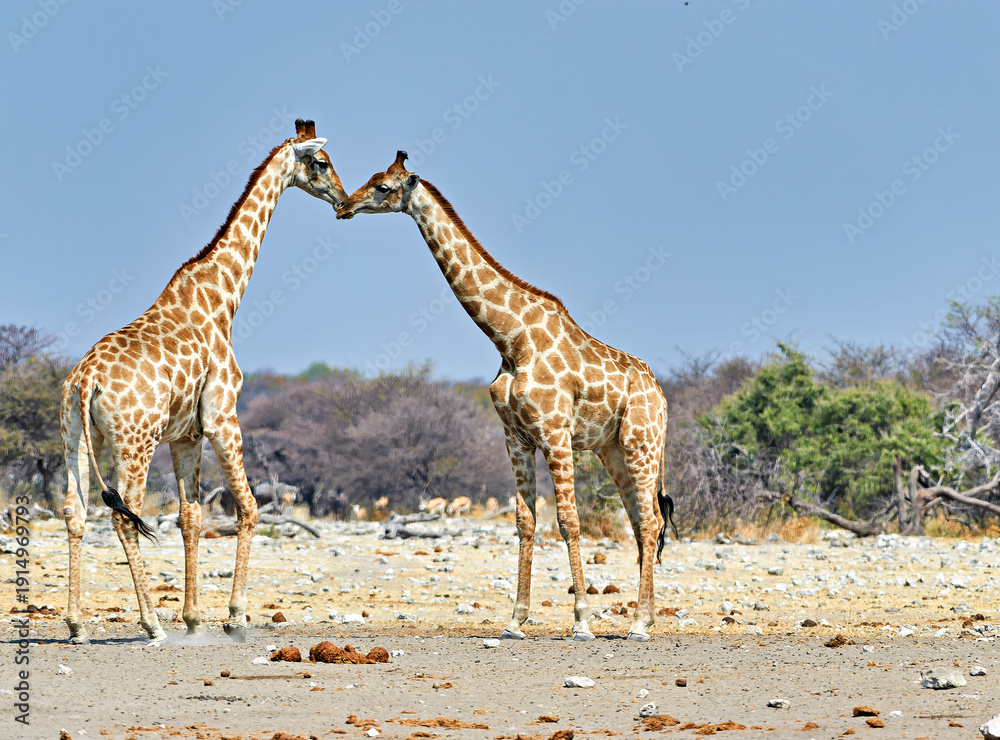 Obraz premium Giraffes cuddling in Etosha National Park in Namibia
