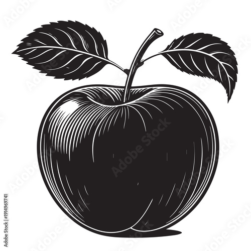 vector illustration of an apple