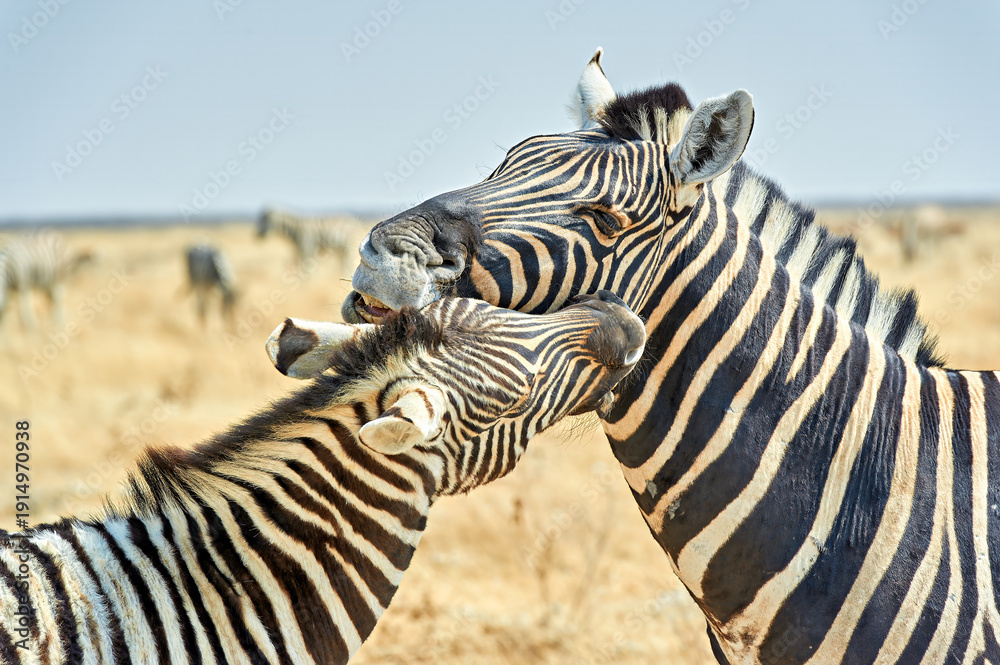 Obraz premium Zebras cuddle together in the wild at Etosha National Park in Namibia