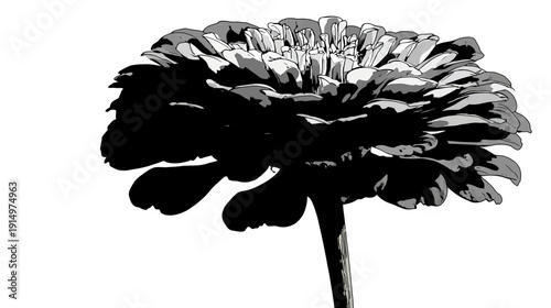 A black, white, and gray digital illustration of a full flower head on a stem