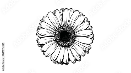 A detailed line drawing of a gerbera daisy, centered on a white background