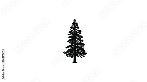 A silhouette of a conifer tree against a white background, showing its shape and branches
