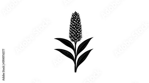 A monochrome illustration showcasing a plant with a central spiky bloom and symmetrically placed leaves