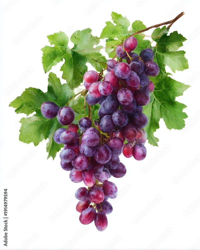 Fototapeta premium Fresh bunch of purple grapes with green leaves.