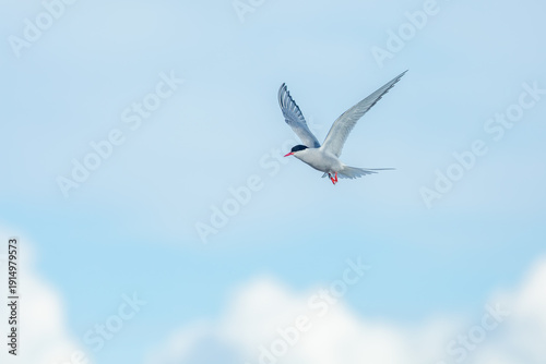 Arctic tern (sterna paradisaea) in flight on blue sky background