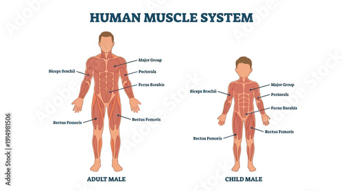 Human Anatomy Muscle System Male Body Adult Child Views Medical Illustration d flat vector isolated white background