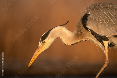 Принти на полотні Grey Heron, Ardea cinerea, Hungary