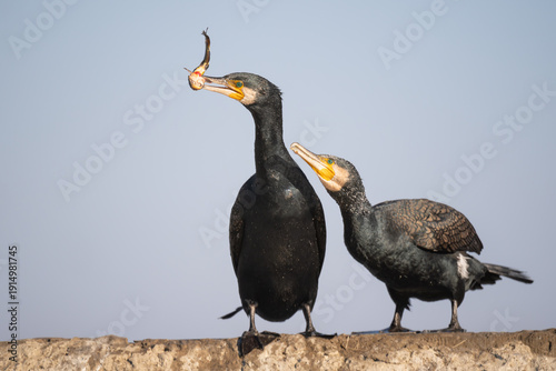 Konstfotografi Cormorants, Phalacrocorax carbo, with fish, Hungary