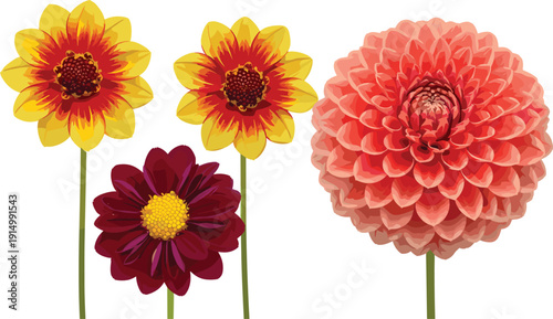 Collection of beautiful dahlia flower illustrations in yellow orange burgundy and pink colors isolated on a plain white background image.#