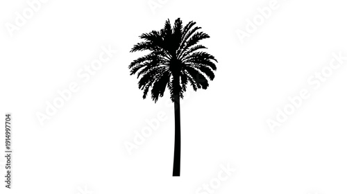A silhouette of a tall palm tree with a thick trunk and feathery fronds against a white background