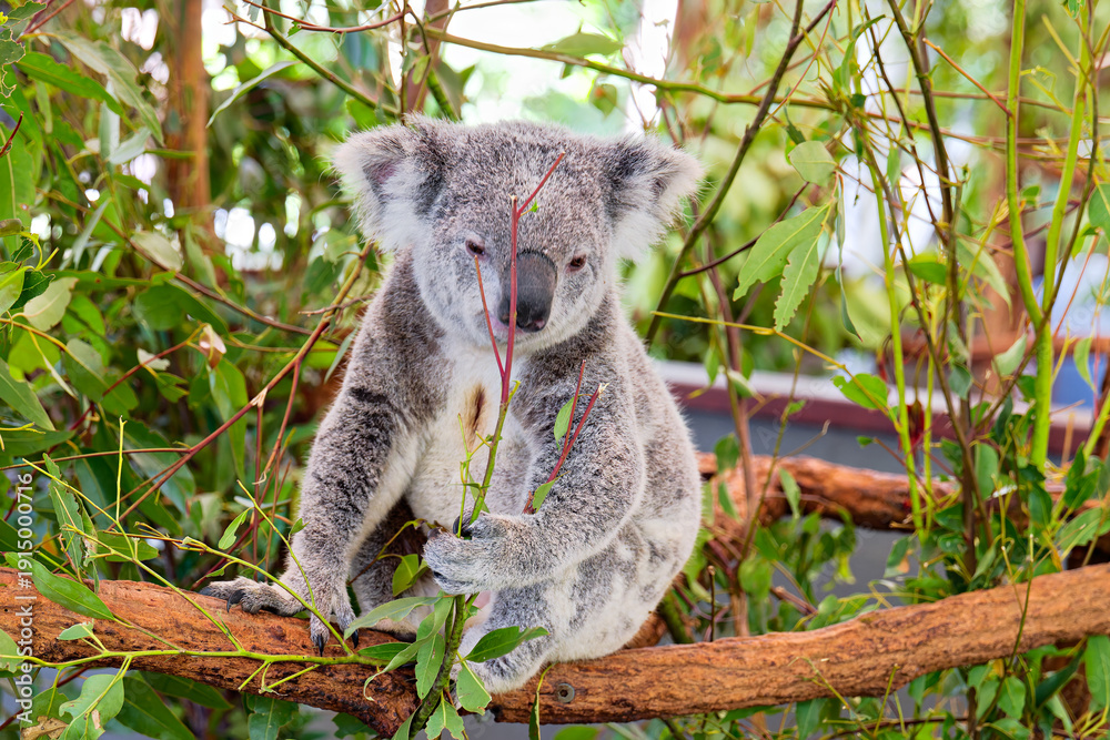 Fototapeta premium Koala eating eucalyptus leaves in a tree.