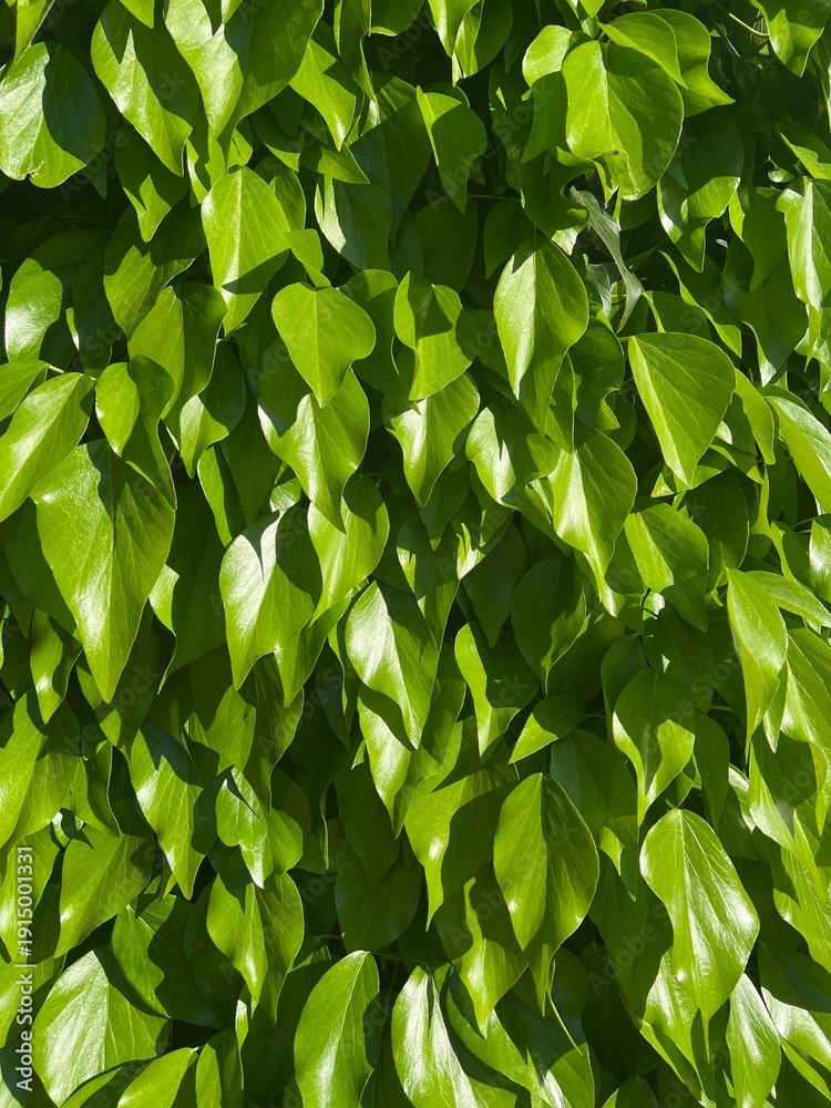 Fototapeta premium Green hedge